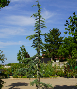 Cedrus Atl. Glauca – Atlaszeder – blau