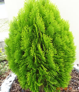 Thuja Orient. Bergmanni – Zwerggoldthuje