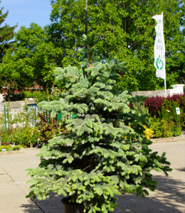 Picea Pung. Glauca – Blaufichtensämling