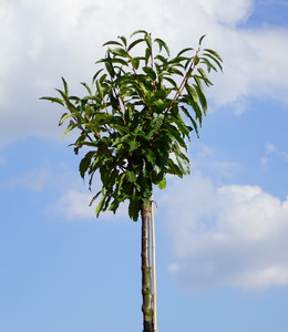 Castanea Sativum – Edelmaroni