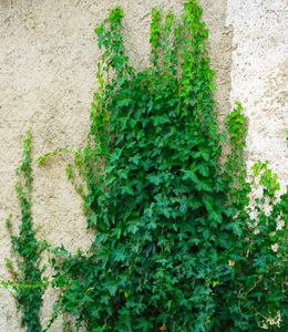 Hedera Helix – Efeu