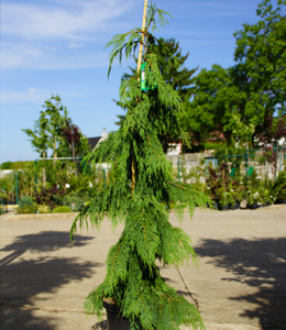 Chamaecyparis Nootk. Pendula – Hängezypresse