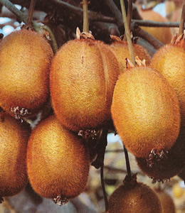 Kiwi