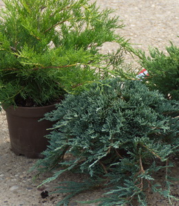 Juniperus – Kriechwacholder