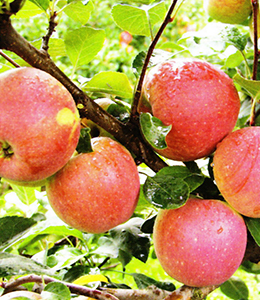 Obstbäume