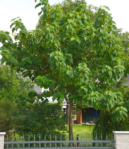 Paulownia Tomentosa – Blauglockenbaum