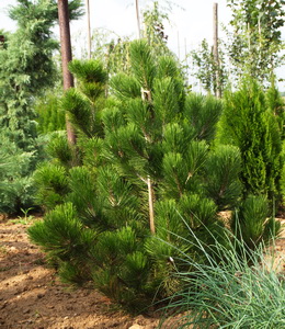 Pinus Leucodermis – Schlangenhautkiefer