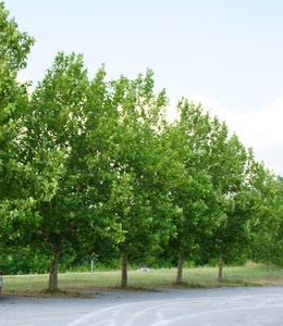 Platanus Acerifolia – Platane