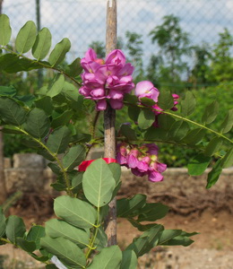 Robina Hispida – Rosenakazie