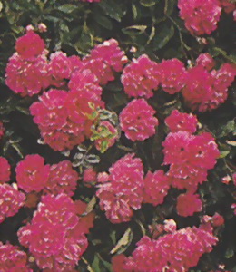 Bodendeckerrose