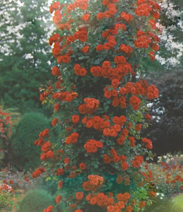 Schlingrosen