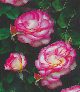 Harlekin Rose