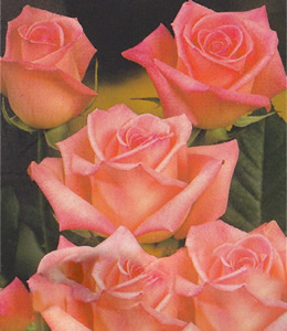 Rosen