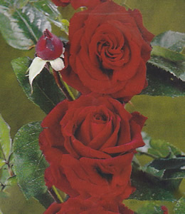 Edelrosen