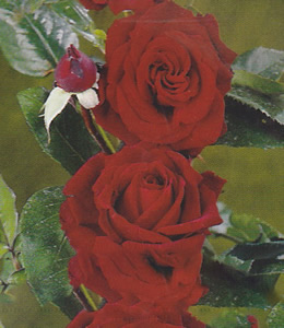 Edelrose rosa hybrid dunkelrot