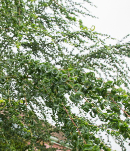 Salix crispa Lockenweide