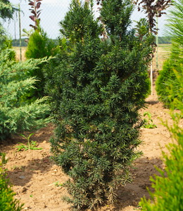 Taxus Bacc. Fastigiata – Säuleneibe