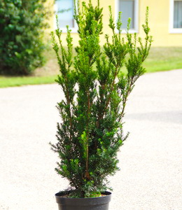 Taxus Media Hicksii – Heckeneibe