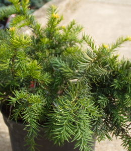 Taxus Bacc. Repandens – Tafeleibe