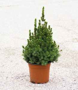 Picea glauca Conica – Zuckerhutfichte