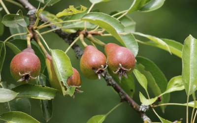 Warum verliert unser Apfel- oder Birnbaum so viele Früchte?