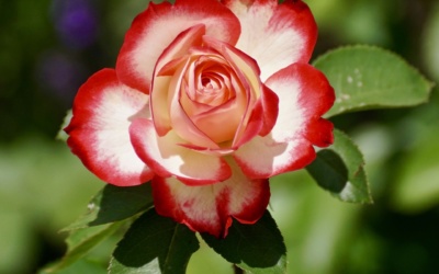 Die Rose – die Königin der Blumen