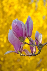 Im Ostern beginnt im Garten wieder alles zu blühen. 