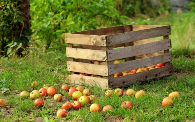 Obst für den Winter aufbewahren