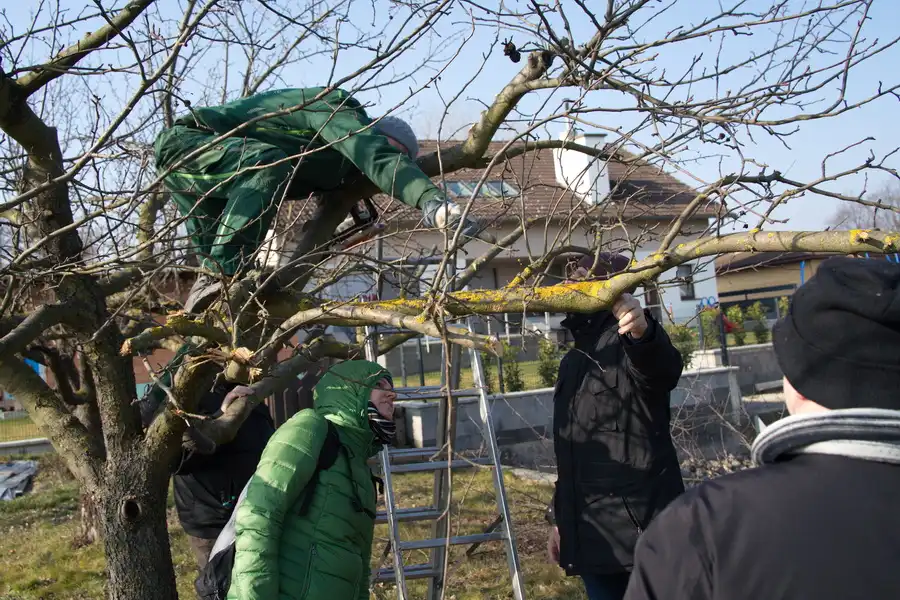 Obstbaumschnitt 2023 10