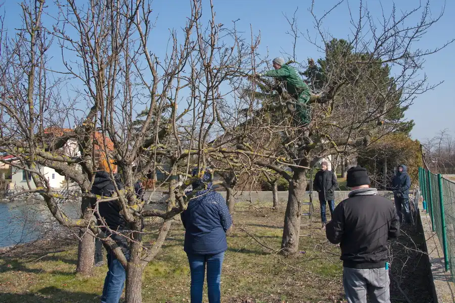 Obstbaumschnitt 2023 15