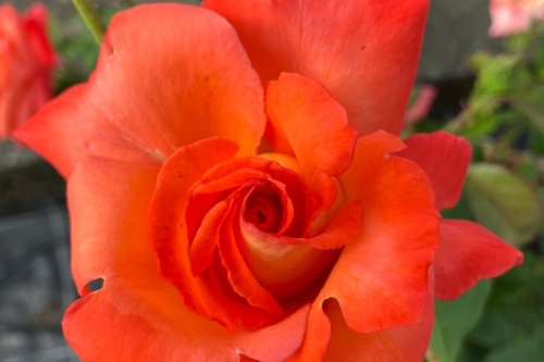 Edelrosen