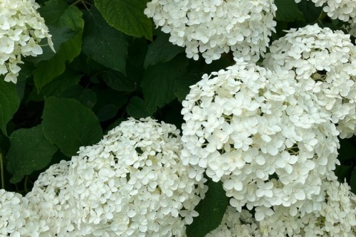 Gartenhortensie Anabelle