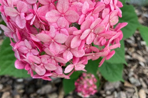 Gartenhortensie Pink Anabelle