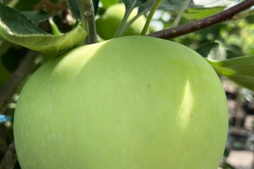 Klarapfel