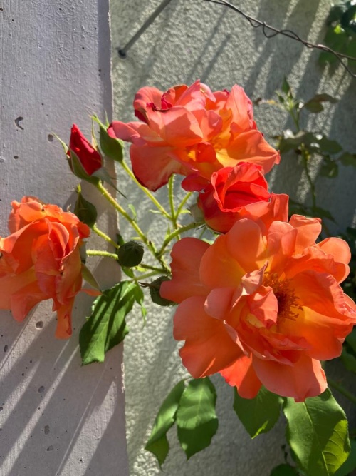 Strauchrose Westerland