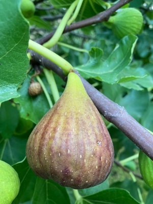 Feigen