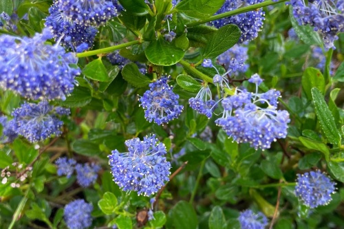 Säckelblume / Ceanothus