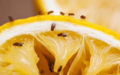 Fruchtfliegen im Herbst – was tun? 