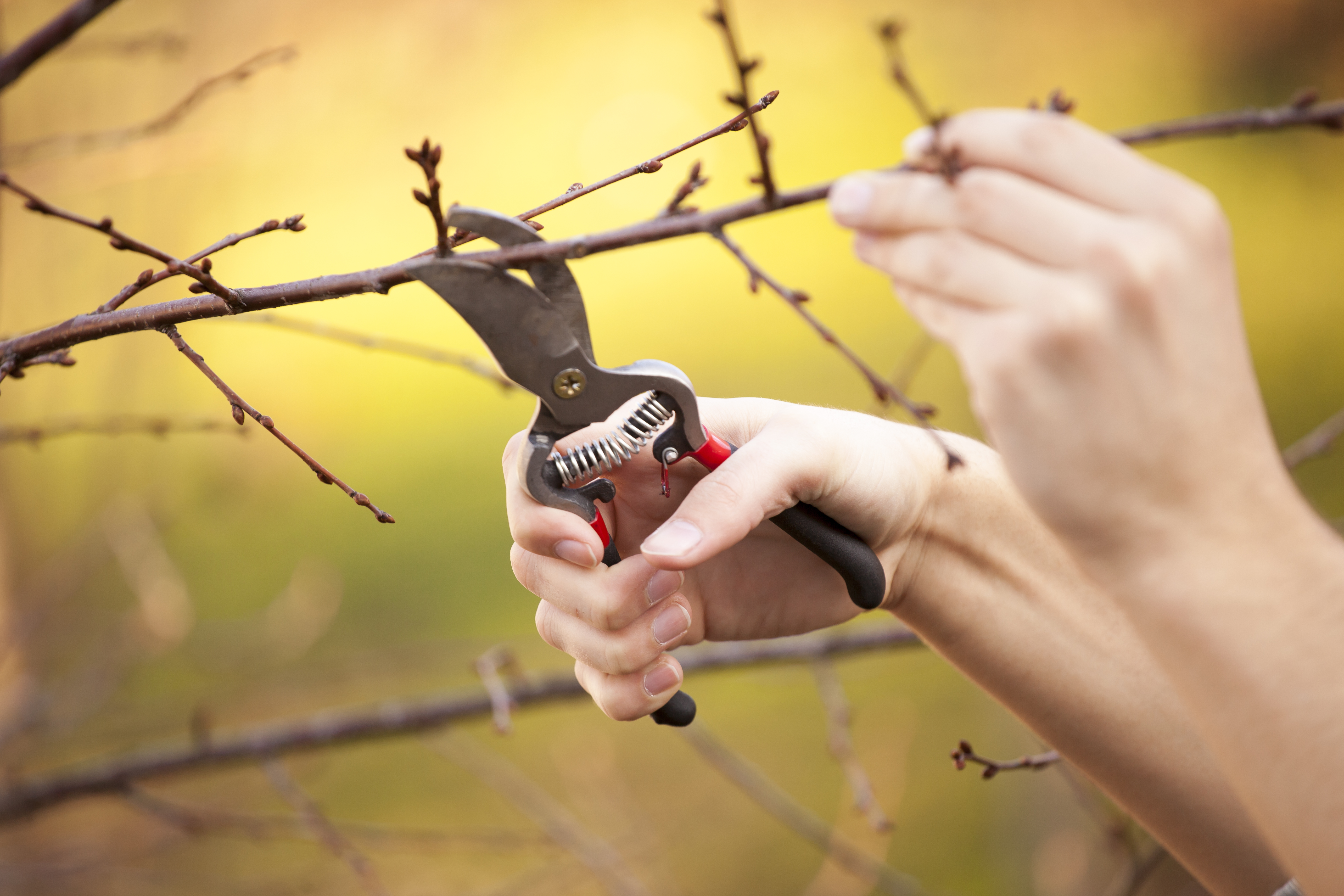 Obstbaumschnitt im Herbst