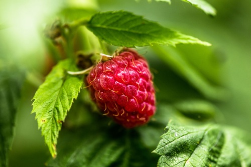 Himbeeren