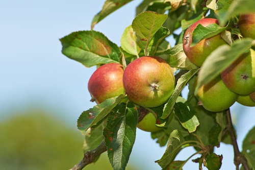 Äpfel