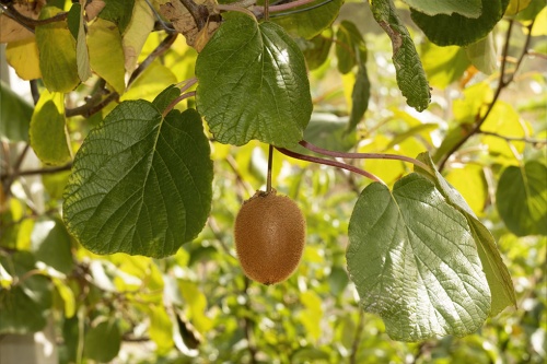 Kiwi