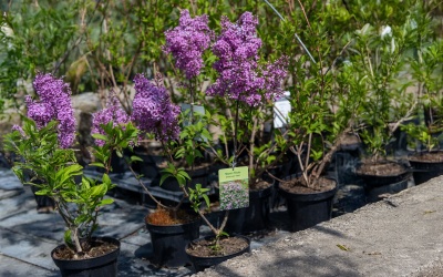 Warum Pflanzen aus der Baumschule besser sind als aus dem Baumarkt
