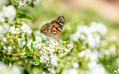 Gartentrend 2026: Nachhaltig, klimafit und naturnah